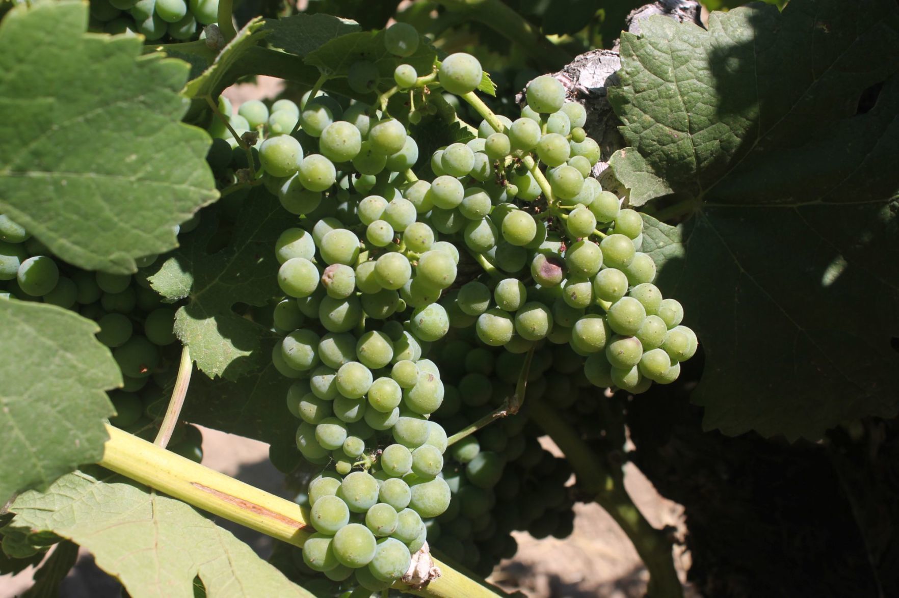 Lives of the Vines